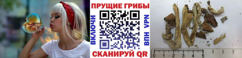Галлюциногенные грибы мухоморы  Лесной 